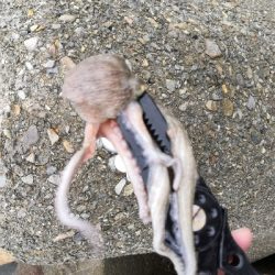 雨の中オクトパッシング