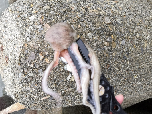 雨の中オクトパッシング