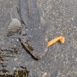 マゴチが初めて釣れました!