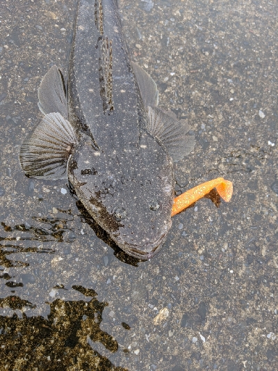 マゴチが初めて釣れました!