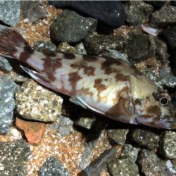 相変わらずガシラ