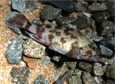 相変わらずガシラ