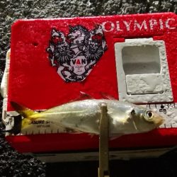 アジング練習 165