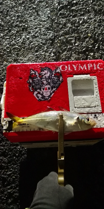 アジング練習 165