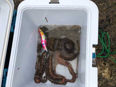 たこ調査5 出ました！キロアップ