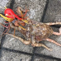 雨降り合間に新子9杯