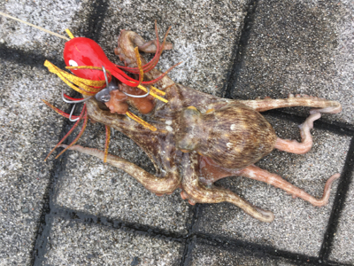 雨降り合間に新子9杯