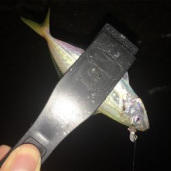 外道だらけのアジング