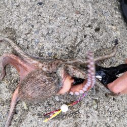 オクトパッシング前半後半