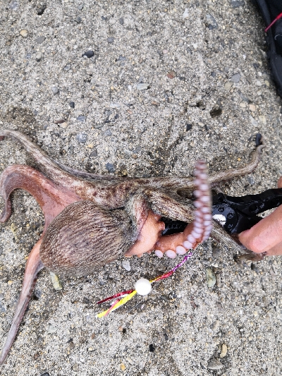 オクトパッシング前半後半