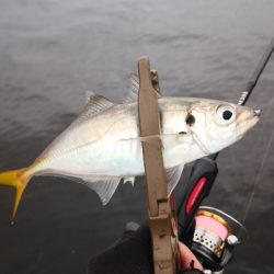 アジング練習 167