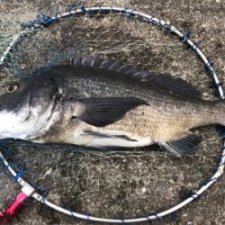 年無し2枚ゲット！