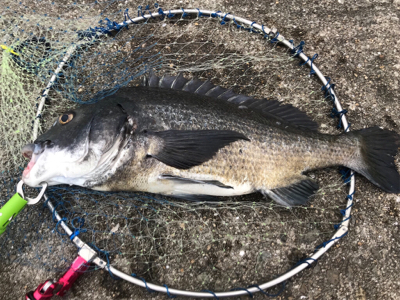 年無し2枚ゲット！