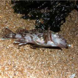 ガシラはね、、、