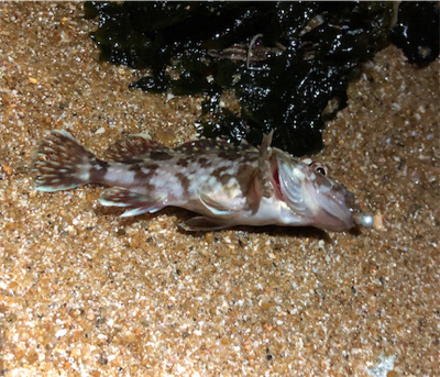 ガシラはね、、、