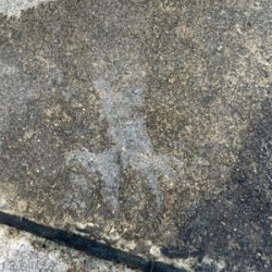 まさかの春イカ2杯目!