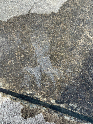 まさかの春イカ2杯目!