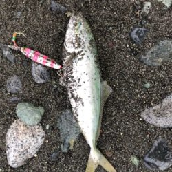 ワカシの活性高し