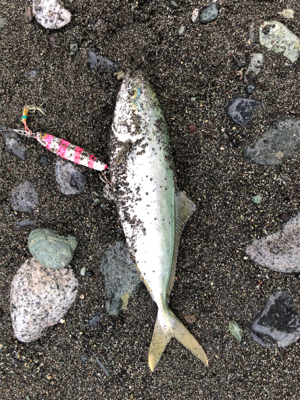 ワカシの活性高し