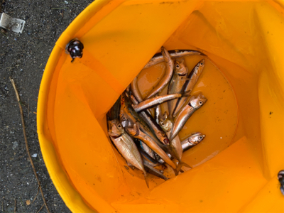 金谷港サビキ　泳がせ