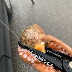 懲りもせずタコ!