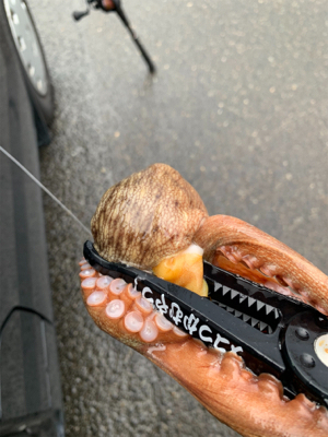 懲りもせずタコ!