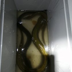 うなぎ釣り