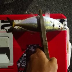 アジング練習 168