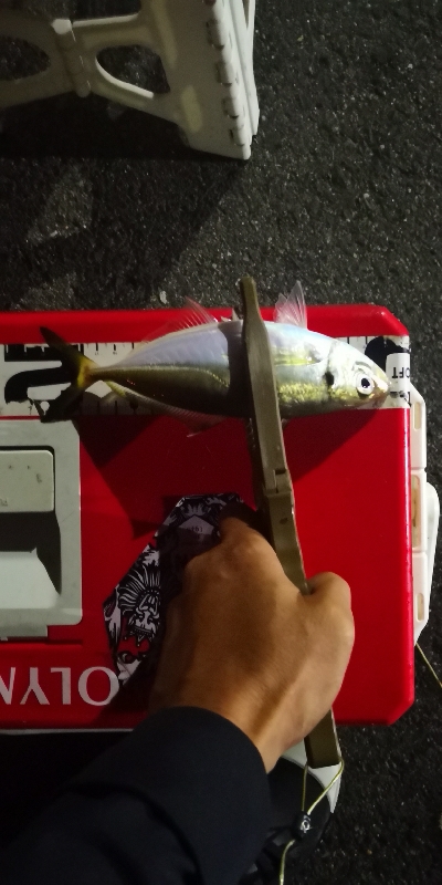 アジング練習 168