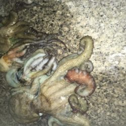 タコ成長してる