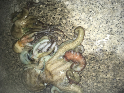 タコ成長してる