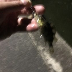 暇つぶしに近所で釣り