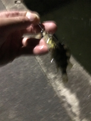 暇つぶしに近所で釣り