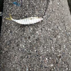 ツバスが入ってきました