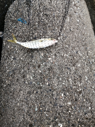 ツバスが入ってきました