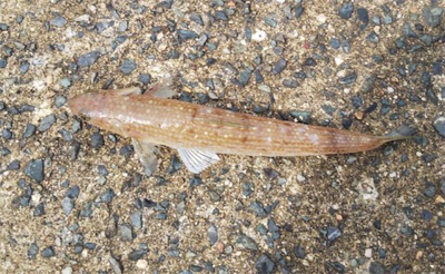 大漁なのにお土産無し