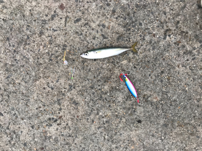 ショアジギング