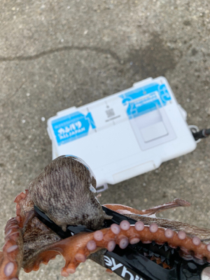 タコ復活してるか？