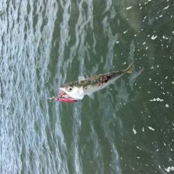 SSJ & オクトパッシング