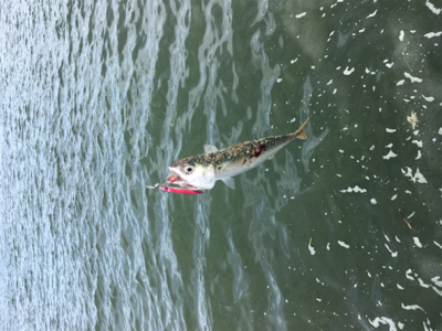 SSJ & オクトパッシング