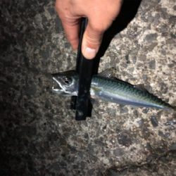 ナイトシャバダバサバサバw