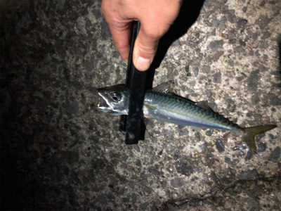 ナイトシャバダバサバサバw