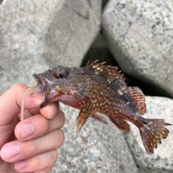 青物不発、安定の