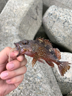 青物不発、安定の