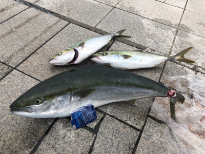 メジロとハマチ