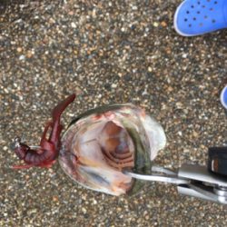 全開放流の琵琶湖