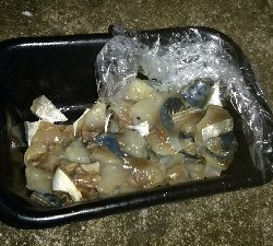 サバの切り身でアナゴ8匹