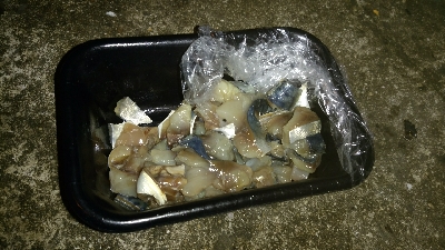 サバの切り身でアナゴ8匹