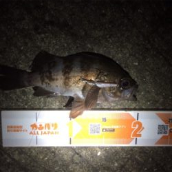 激濁りでも関係なし！アジプラグ爆発