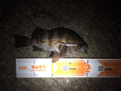 激濁りでも関係なし！アジプラグ爆発